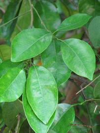              Shade leaves (Winter Haven, FL)       