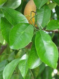              Shade leaves (Winter Haven, FL)       