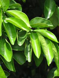              Sun leaves (Winter Haven, FL)       