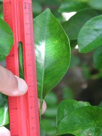              Unifoliolate leaf (Winter Haven, FL)       
