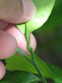              Petiole (Winter Haven, FL)       