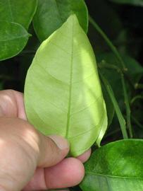              Unifoliolate leaf (Winter Haven, FL)       