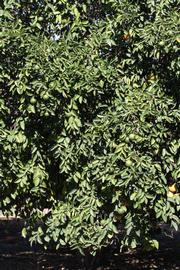            Habit (Riverside, CA)   