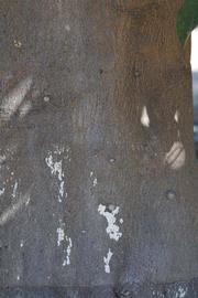            Bark (Riverside, CA)   