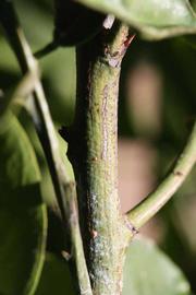            First year twig (Riverside, CA)   