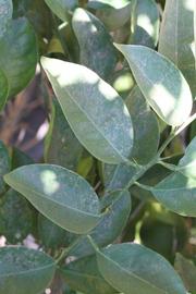              Shade leaves (Riverside, CA)       