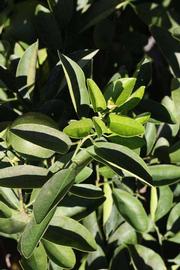              Sun leaves (Winter Haven, FL)       