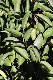              Sun leaves (Winter Haven, FL)       