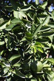              Sun leaves (Winter Haven, FL)       