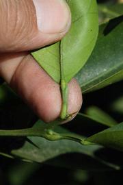              Petiole (Winter Haven, FL)       