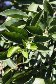              Sun leaves (Winter Haven, FL)       