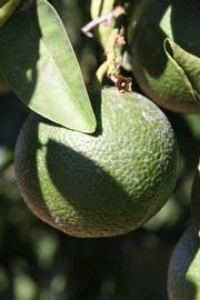              Immature fruit (Winter Haven, FL)       