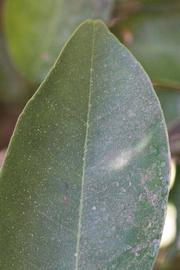              Margin (Winter Haven, FL)       