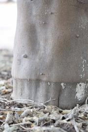              Bark (Goutoucheng, Riverside, CA)       