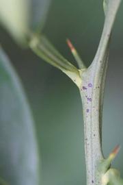              First year twig (Goutoucheng, Riverside, CA)       