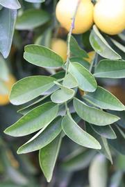            Sun leaves (Goutoucheng, Riverside, CA)   