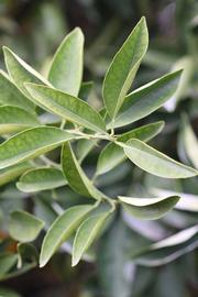            Sun leaves (Goutoucheng, Riverside, CA)   