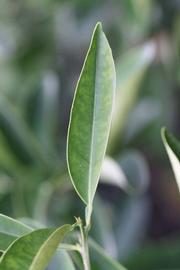              Unifoliolate leaf (Goutoucheng, Riverside, CA)       