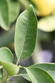              Unifoliolate leaf (Goutoucheng, Riverside, CA)       