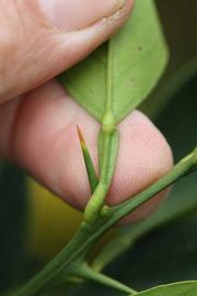              Petiole (Goutoucheng, Riverside, CA)       