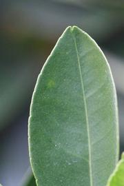              Margin (Goutoucheng, Riverside, CA)       