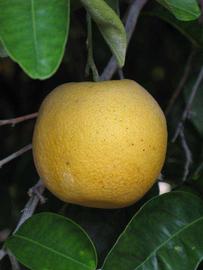            Fruit (Goutoucheng, Riverside, CA)   