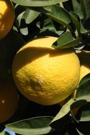              Fruit (Goutoucheng, Riverside, CA)       