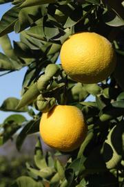              Fruit (Goutoucheng, Riverside, CA)       