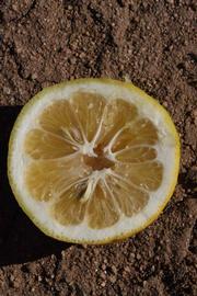              Fruit cross-section (Goutoucheng, Riverside, CA)       