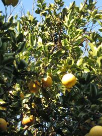              Sun leaves (Winter Haven, FL)       