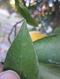              Margin (Winter Haven, FL)       