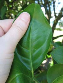              Unifoliolate leaf (Winter Haven, FL)       