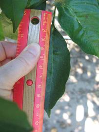              Unifoliolate leaf (Winter Haven, FL)       