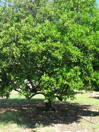                       Habit (Winter Haven, FL)       