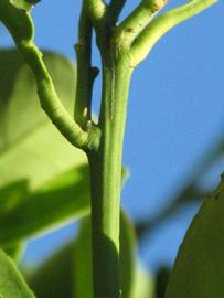                        First year twig (Winter Haven, FL)       