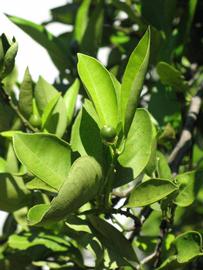                           Sun leaves (Winter Haven, FL)       
