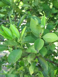                         Shade   leaves (Winter Haven, FL)       