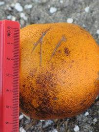                       Fruit (Winter Haven, FL)       