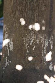              Bark (Riverside, CA)       