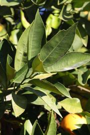            Sun leaves (Riverside, CA)   