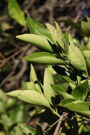            Sun leaves (Riverside, CA)   