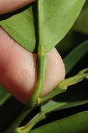              Petiole (Riverside, CA)       