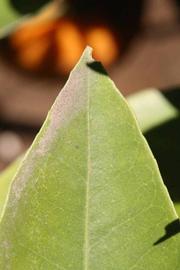              Margin (Riverside, CA)       