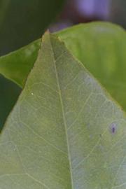              Margin (Riverside, CA)       