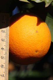              Fruit (Riverside, CA)       