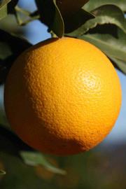              Fruit (Riverside, CA)       