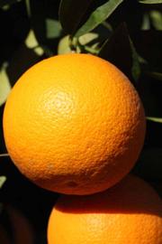              Fruit (Riverside, CA)       