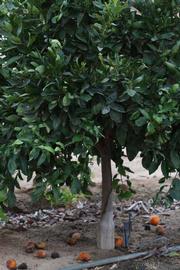            Habit (Riverside, CA)   