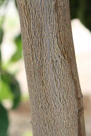            Bark (Riverside, CA)   