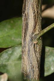              Second - third year twig (Riverside, CA)       